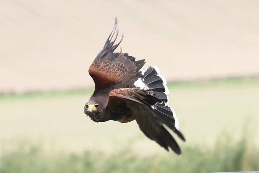 Hawk Walk through the Highland Woodland of Inverness 5