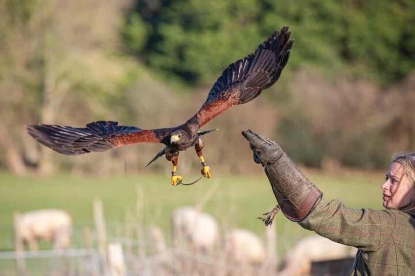 Hawk Walk through the Highland Woodland of Inverness 1