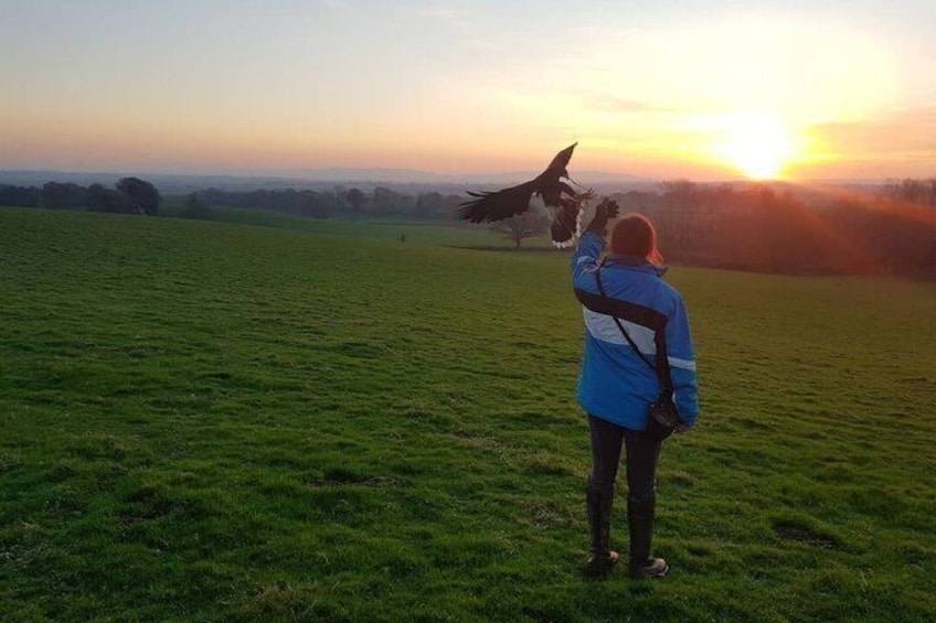 Hawk Walk through the Highland Woodland of Inverness 4