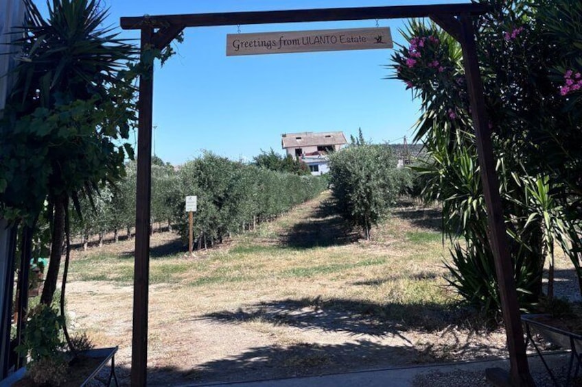 Olive Oil Tour and Tasting at Lilanto Estate 2