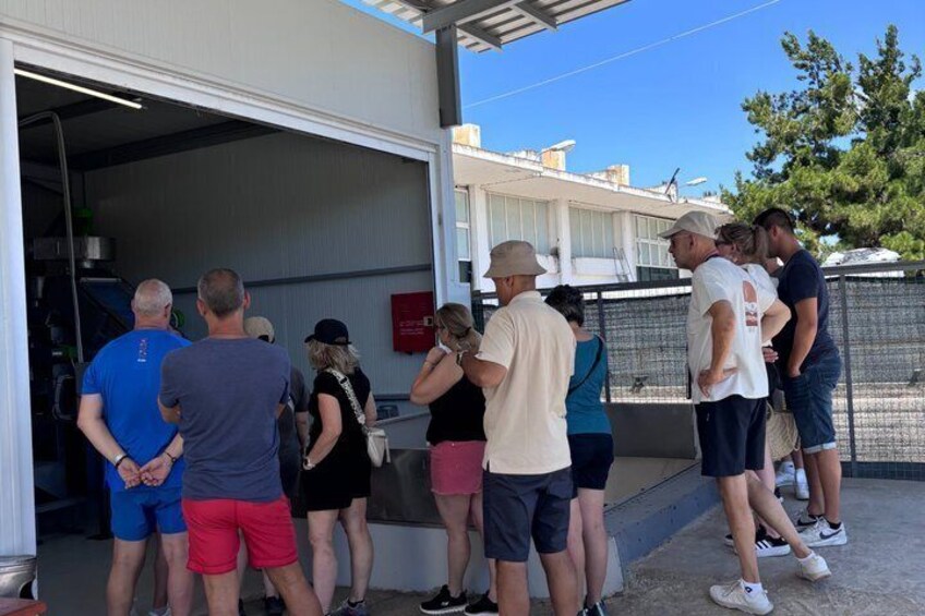 Olive Oil Tour and Tasting at Lilanto Estate 3