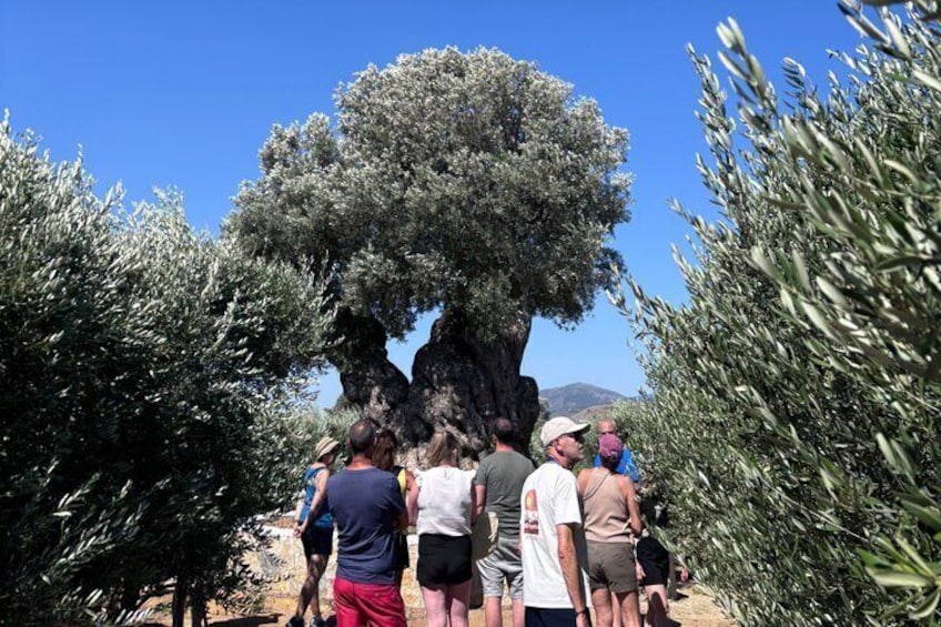 Olive Oil Tour and Tasting at Lilanto Estate 1