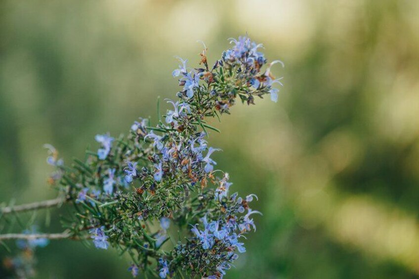 Visit to a distillery of Corsican Essential Oils 4