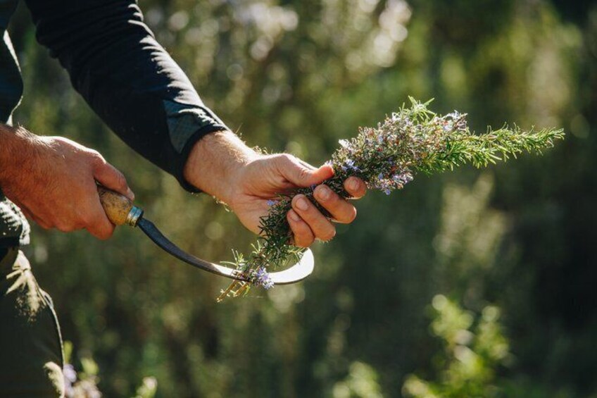 Visit to a distillery of Corsican Essential Oils 5