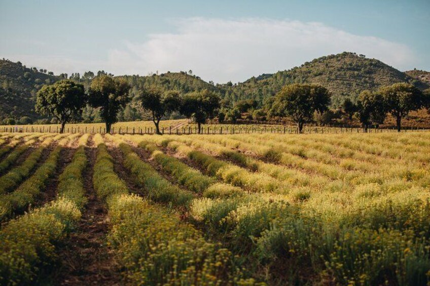 Visit to a distillery of Corsican Essential Oils 1