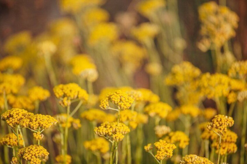 Visit to a distillery of Corsican Essential Oils 2