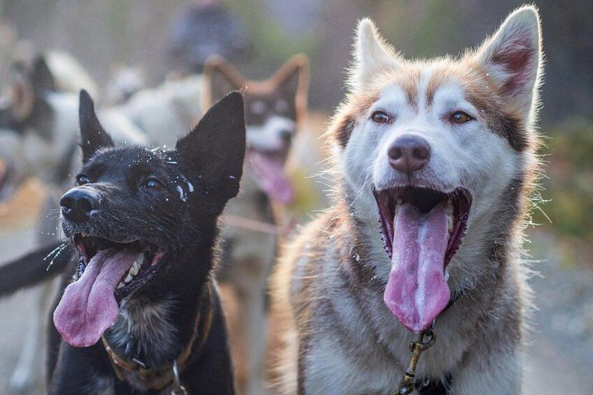 Two dogs with their tongues out, one black and one with a mix of white and brown fur. 5