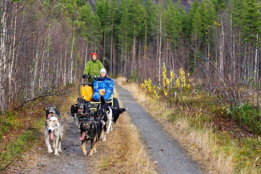 A person in a green jacket and red hat sitting on a sled being pulled by dogs on a forest path. 3