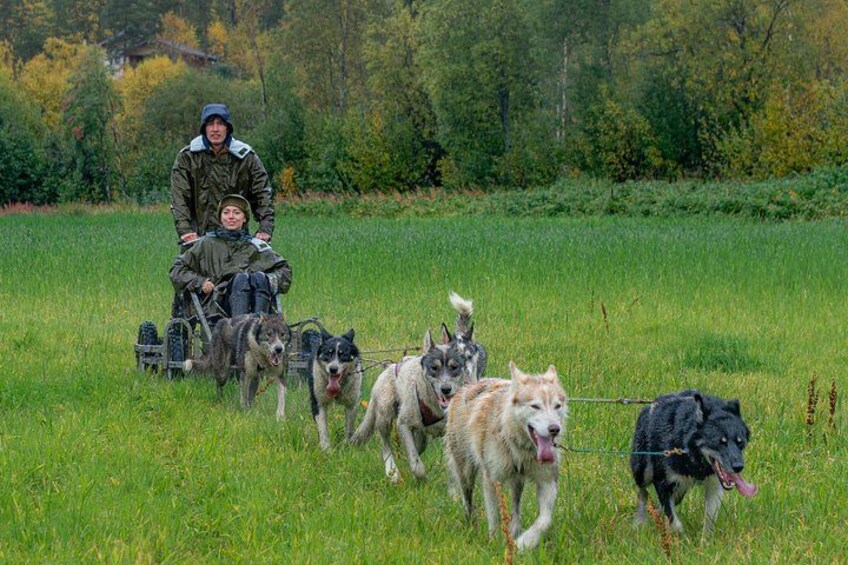 A person in a wheelchair being pulled by dogs in a grassy field. 3