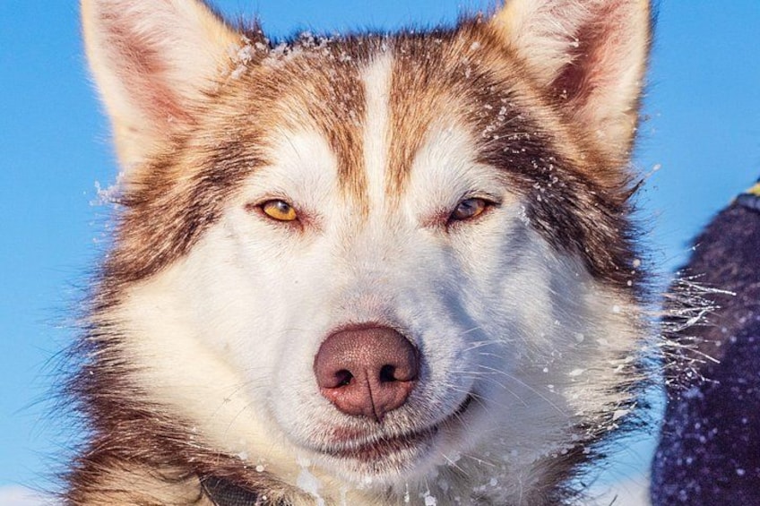 A close-up of a husky's face with snowflakes on its fur. 2