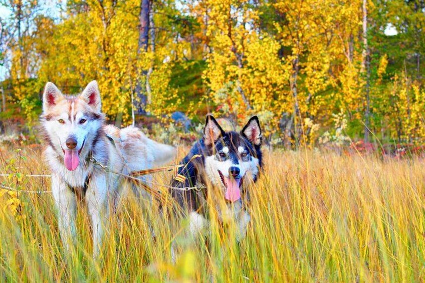 Two huskies in a field with autumn-colored trees in the background. 1