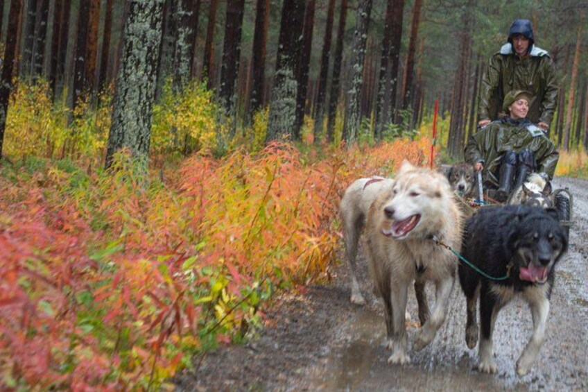 A forest with a muddy path, autumn foliage, and dogs being led by people. 2