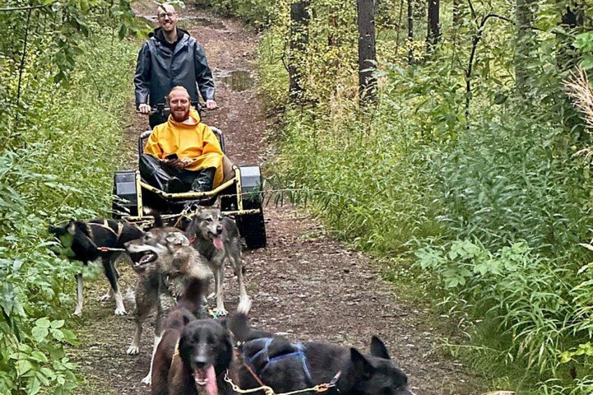 A person in a wheelchair being pulled by dogs on a dirt path through a wooded area. 4