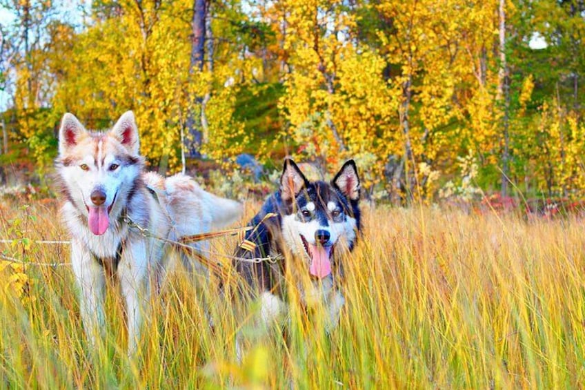 Two huskies in a field with autumn-colored trees in the background. 1