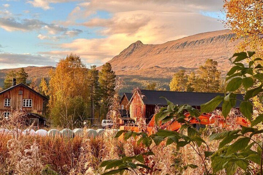 Autumn self drive Husky Tour 2hrs from Tromso 5