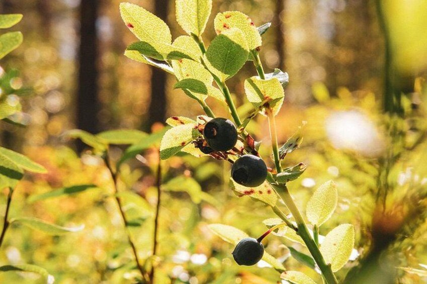 A plant with green leaves and dark berries. 5