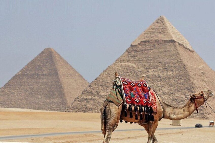 A camel with a colorful saddle in front of the Great Pyramid of Giza. 4