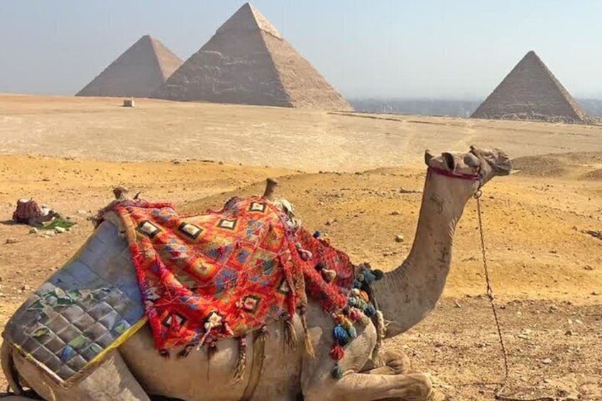 A camel with a decorated saddle in a desert landscape with pyramids in the background. 1