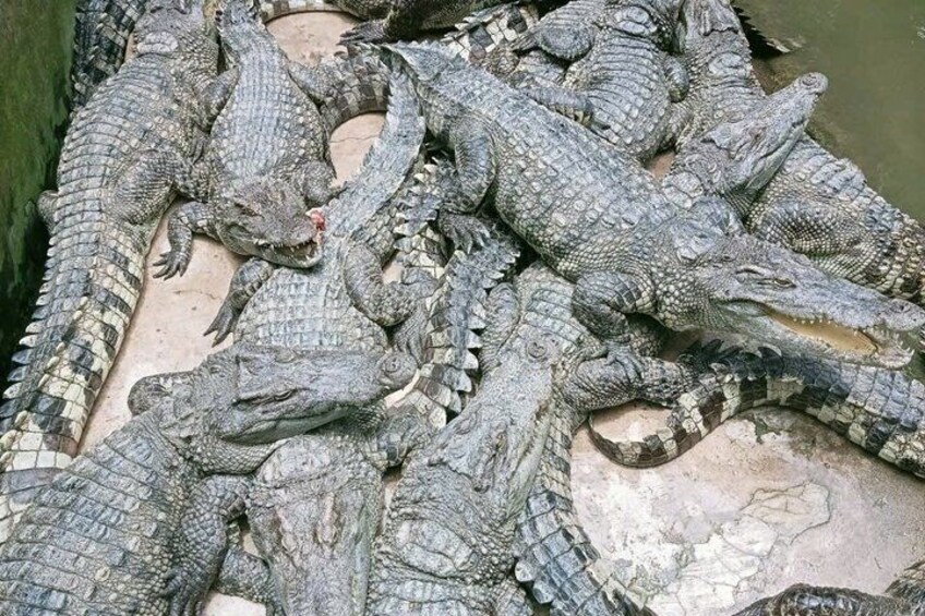 A group of crocodiles piled together on a concrete surface. 5