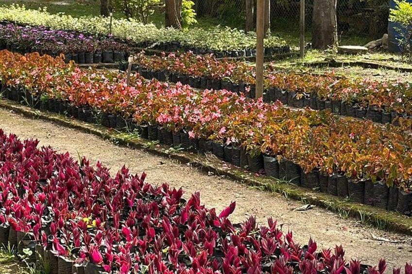 A nursery with rows of potted plants and trees. 4