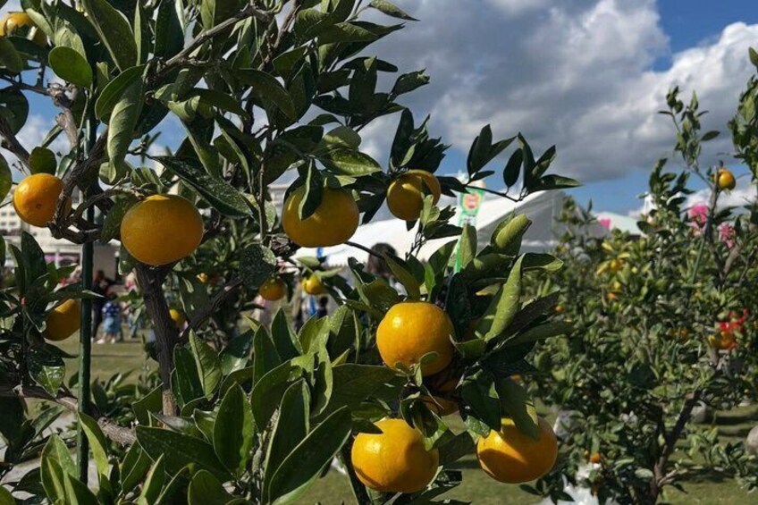 Citrus trees with ripe oranges, green leaves, and a partly cloudy sky. 3