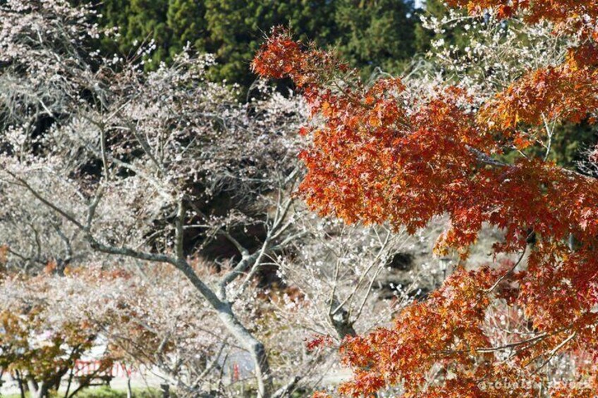 A tree with red leaves and a snow-covered branch. 4