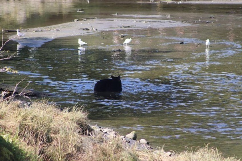 A bear swimming in a river with birds in the background. 5