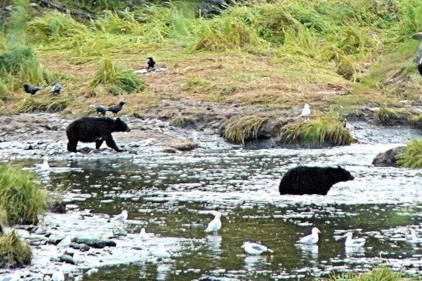 A bear walking in a river with birds and vegetation around. 1