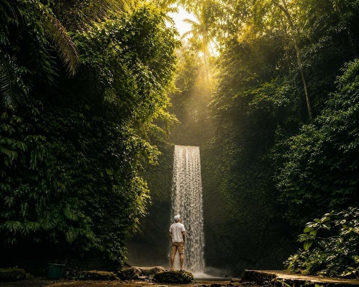 A waterfall in a forested area with dense foliage and sunlight filtering through the trees. 1