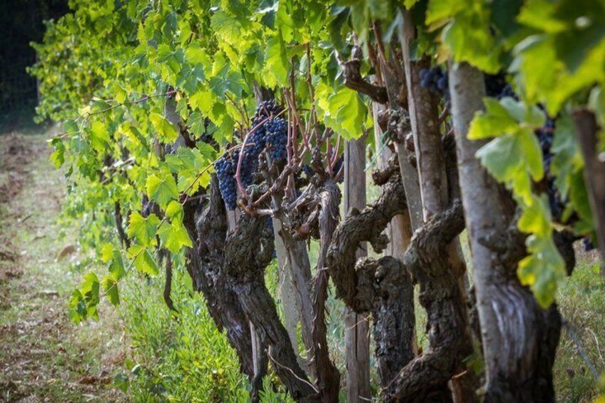 8 Stops in Chianti Fiorentino by Vespa 5