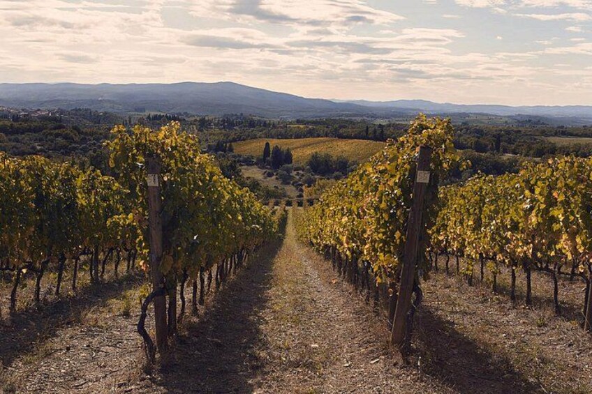 A vineyard with rows of grapevines extending into the distance, surrounded by a hilly landscape. 3