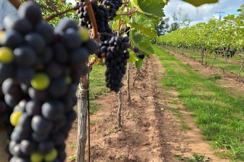 Fine Wine Tasting Tour 1