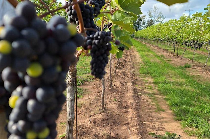 A vineyard with rows of grapevines and a dirt path. 1