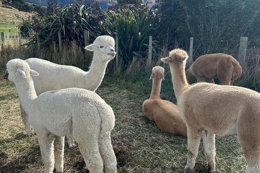A group of alpacas in a grassy enclosure with a fence and vegetation in the background. 5