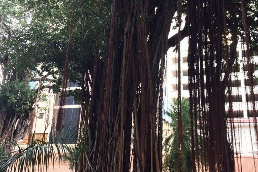 Exclusive Private Street Food Tour and Sightseeing in Port Louis 4