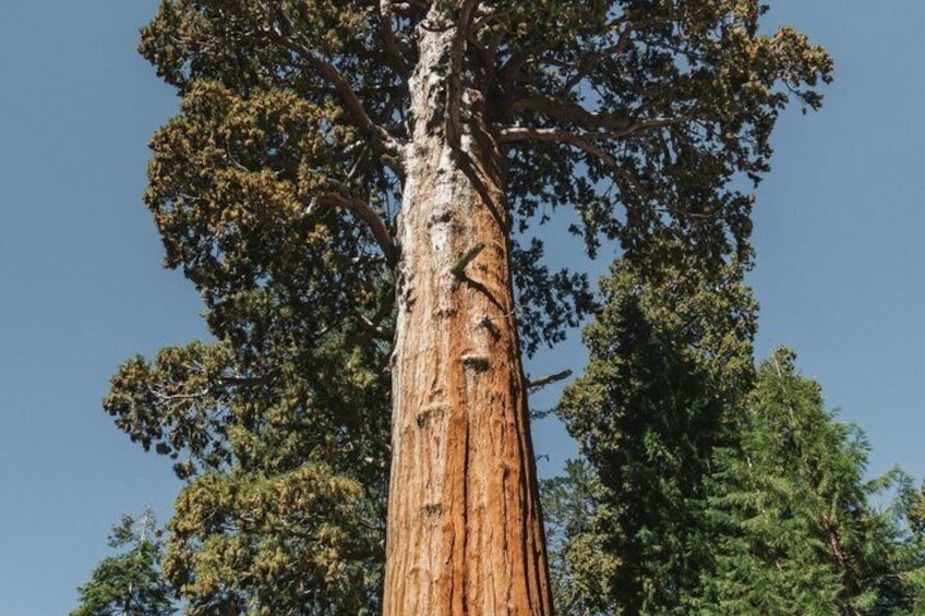 Sequoia National Park Day Tour from Los Angeles 1