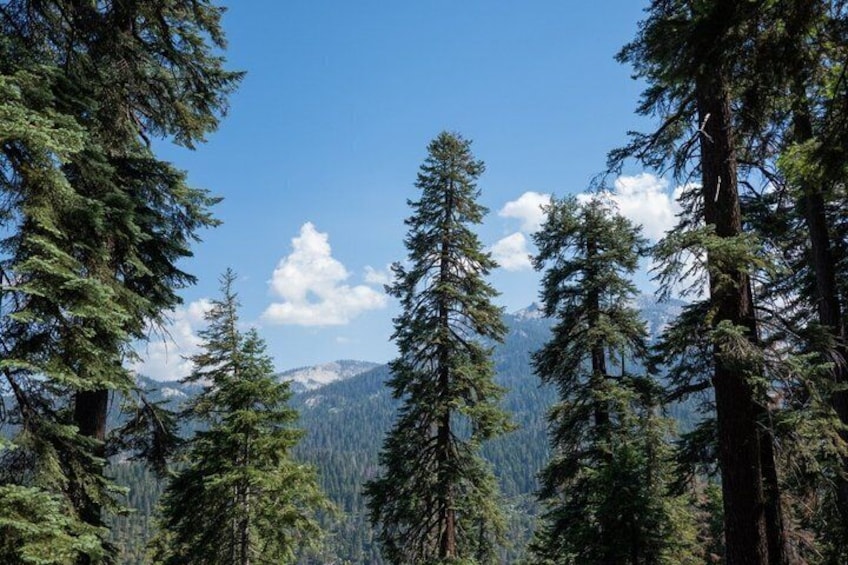 Sequoia National Park Day Tour from Los Angeles 3