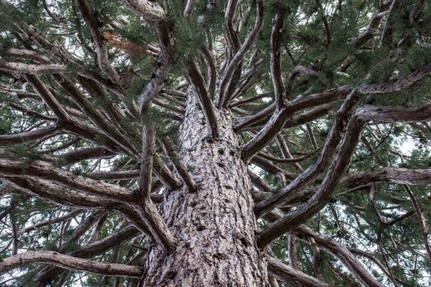 Sequoia National Park Day Tour from Los Angeles 5