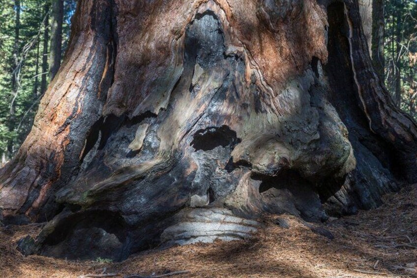 Sequoia National Park Day Tour from Los Angeles 4
