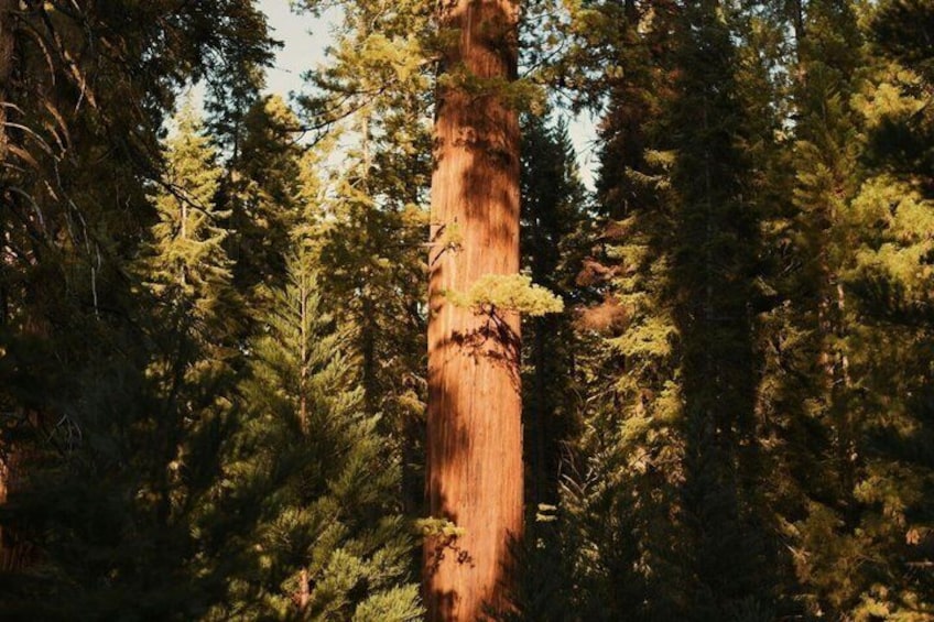 Sequoia National Park Day Tour from Los Angeles 2