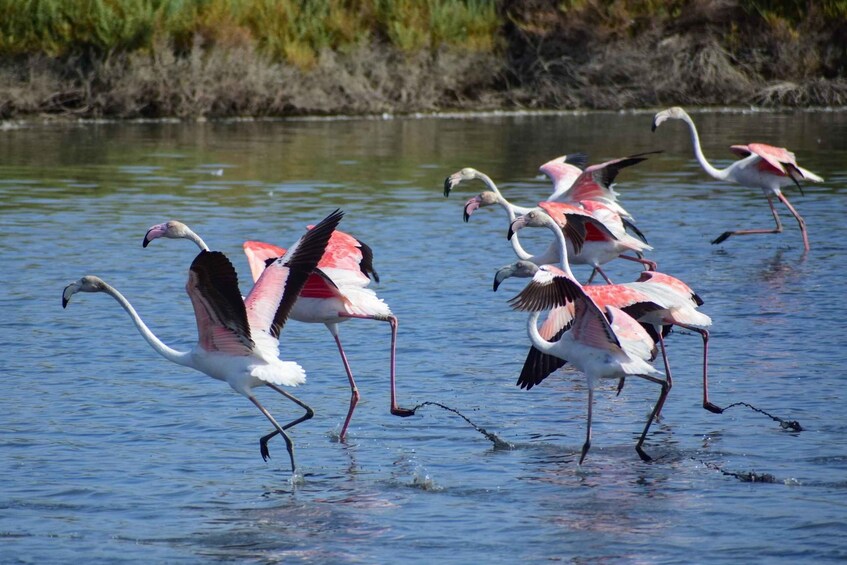 Picture 11 for Activity Lisbon: Samouco Salt Pans Entry Ticket & Nature Visit 4