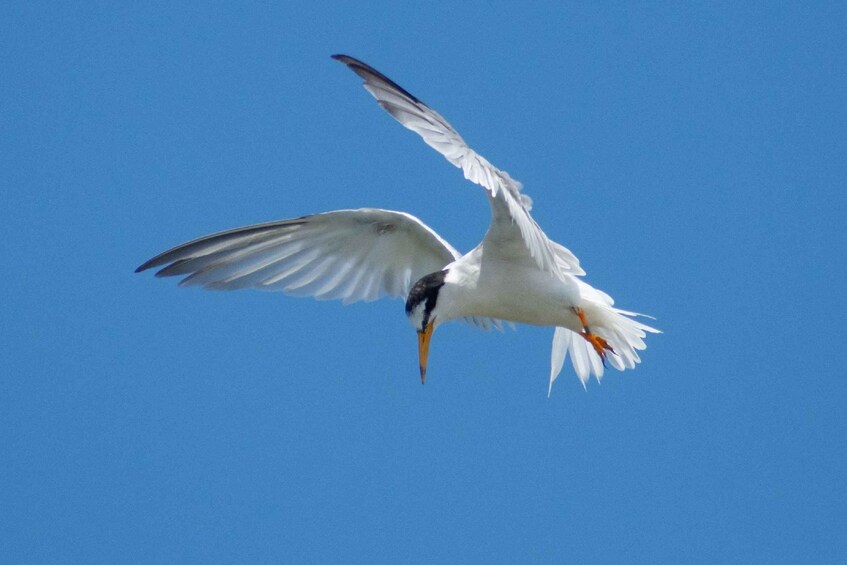 Picture 6 for Activity Lisbon: Samouco Salt Pans Entry Ticket & Nature Visit 3
