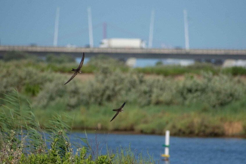 Picture 13 for Activity Lisbon: Samouco Salt Pans Entry Ticket & Nature Visit 5