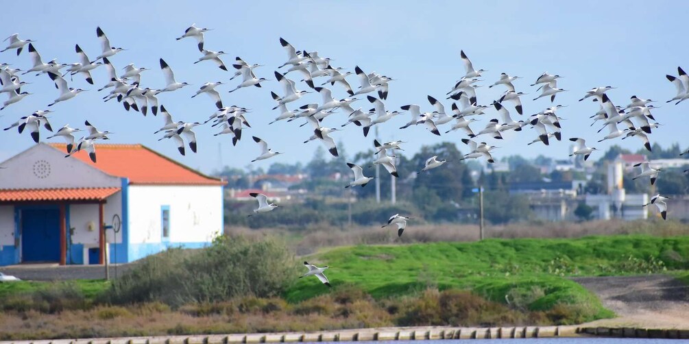 Lisbon: Samouco Salt Pans Entry Ticket & Nature Visit 1