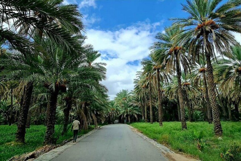 A road flanked by tall palm trees under a partly cloudy sky. 3