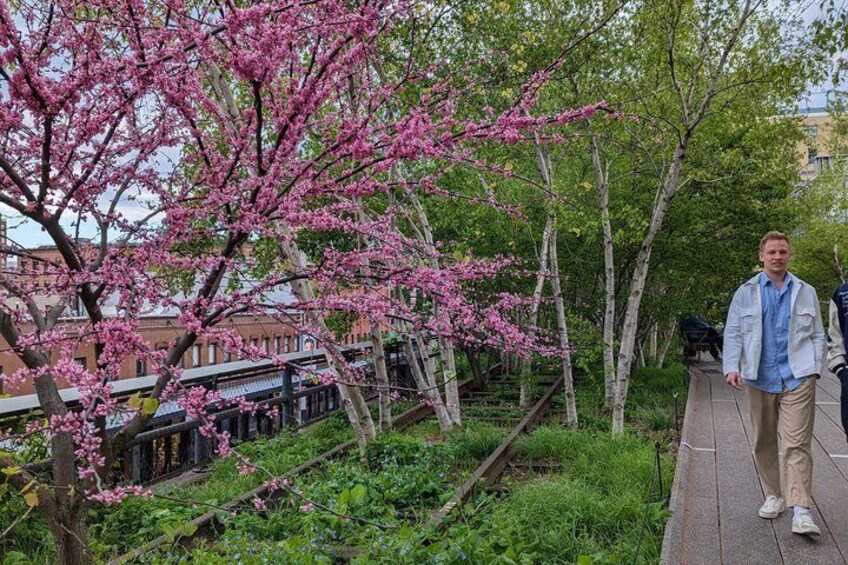 A person walking on a wooden boardwalk, surrounded by blooming pink trees and greenery. 3