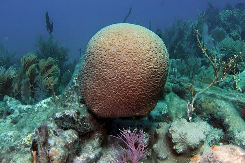 A large, textured coral formation surrounded by diverse underwater flora. 5