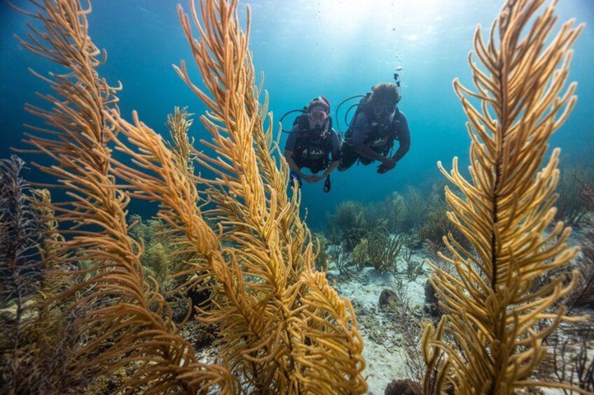 Two scuba divers underwater surrounded by coral formations. 1