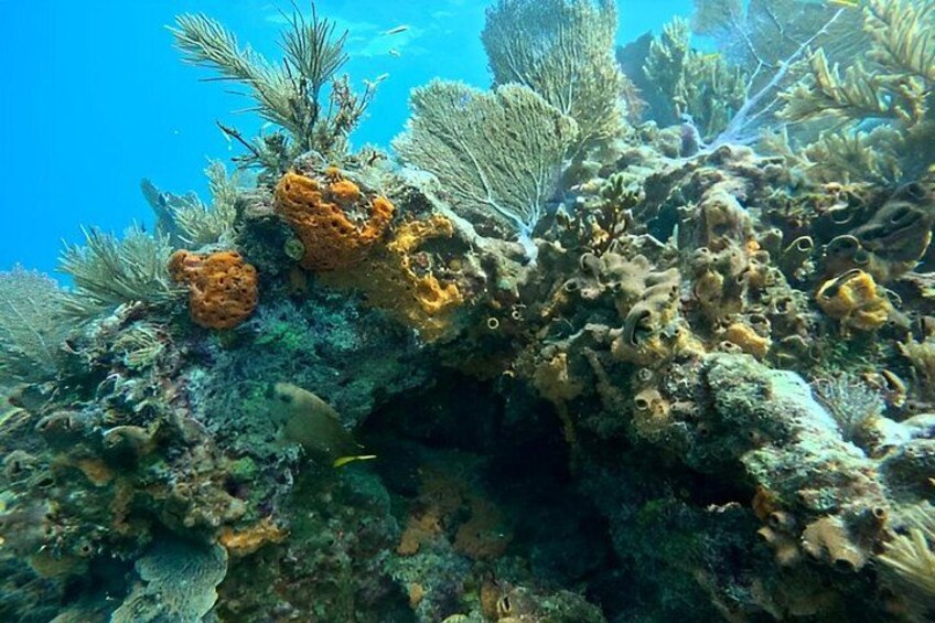 A coral reef with various marine life and coral formations. 4