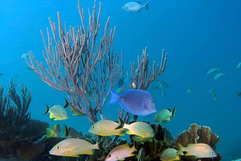 A coral reef with various fish species, including a prominent blue fish and yellow-striped fish. 2